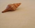 Tan Shell